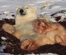 ����ۥ�Ȥ����������餱�Ƥ�ˤ���������ۥå��祯����