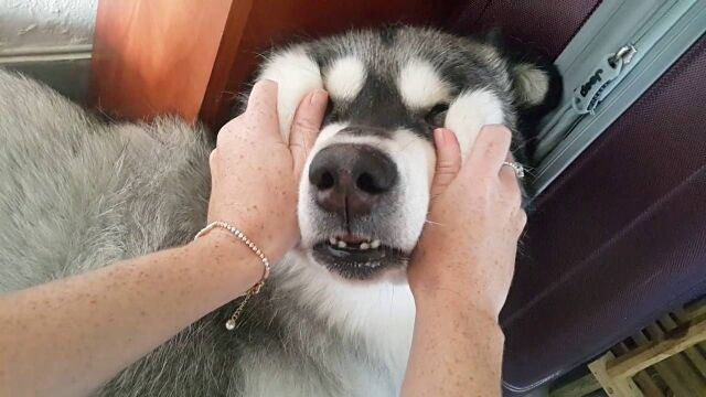面白かわいい。アラスカン・マラミュートの顔の皮をムニムニもてあそんでみた映像