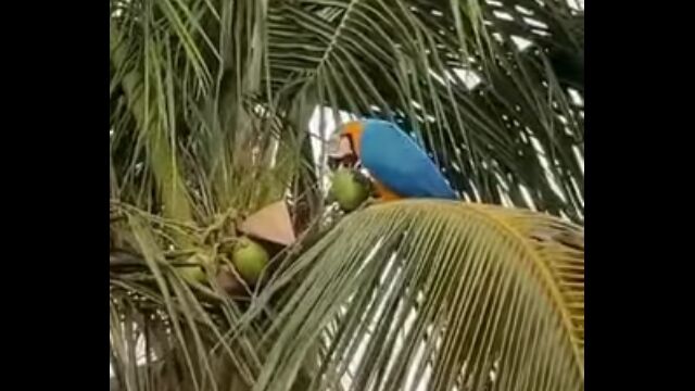 �䥷�μ¤򥯥��Х��ǳ�ꡢ��β̽�����Ѥ˰����ꥳ�󥴥�����