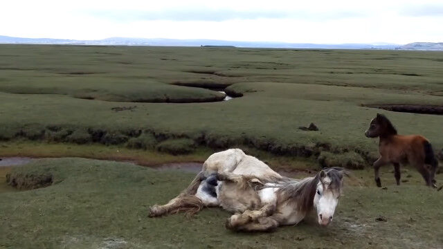 ��­�����ƥ��ߤ����ޤ�Ȥ�����̯�ʾ��֤��ɤ����ޤ줿�ݥˡ��������ѹ�ưʪ�����ɻ߶���