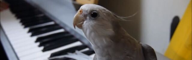 ϸԥΤȼդĤǤȤʤΥȥȥΤᥤ󥳤Τݤ