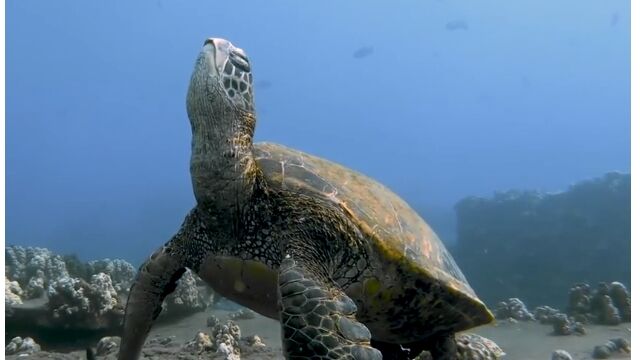 ������ǽϿ��桩̵�������ɤ��륦�ߥ���