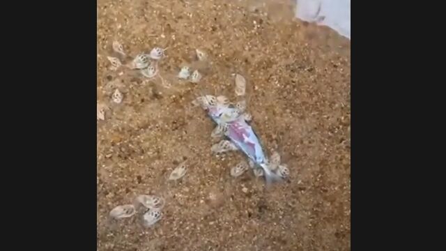 �����椫���礤�Ф������λ೼�˷����볭