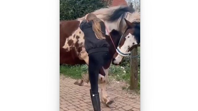 馬の背に乗りたいお姉さんを手助けする、賢くも紳士的な馬