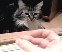 ǭ�ֻإѥå��󤹤󤸤�͡�������Ϫ���˷����깶��Ū�ˤʤä��㤦ǭ