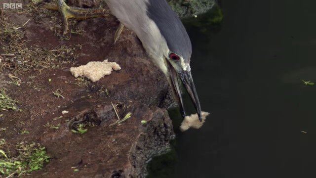 パンくずを水に浮かべて魚を待つ。人間が釣りをするように、魚をおびき寄せて捕らえるゴイサギ