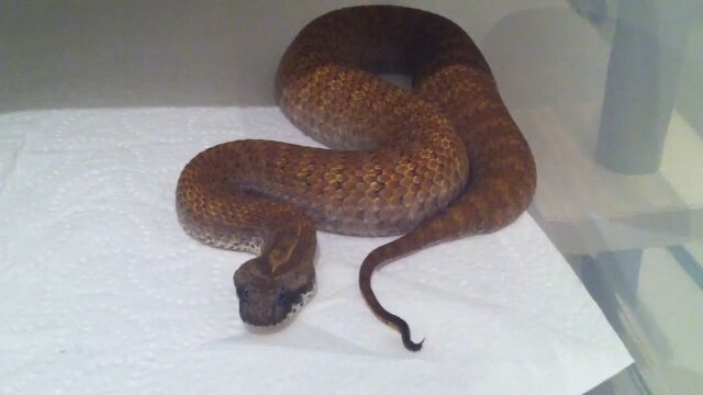 尻尾の動きで獲物を誘惑。猛毒のヘビ「ノーザンデスアダー」の尻尾が面白い