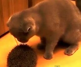 �ֲ����쵤�����������ץϥ�ͥ��ߤ�֥饷�������ӤŤ���������ǭ