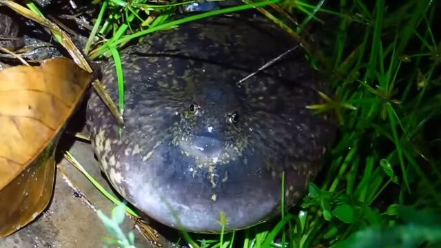 Φ�˾夬�ä��ե��ߤ����ʡ������Ĥ�ߤäפ�Υ�����