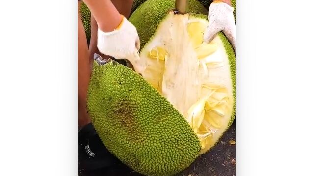 世界最大の果実、パラミツはこうやって剥く