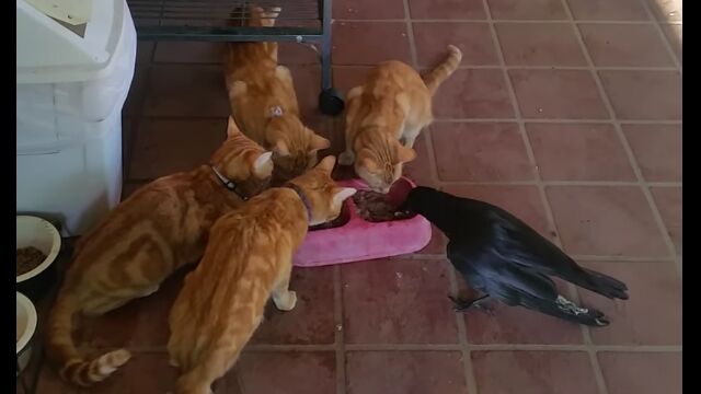 ǭ�����Τ��ӥ�����˼������Ϥ����५�饹