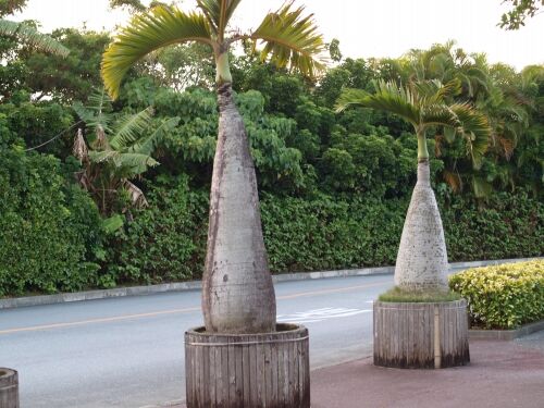 090413okinawa068