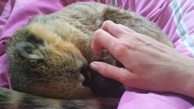 �Ť���˷�ʤȤ������İ������롪�ϥʥ��ޤΥ�����������󡢥ʥǥʥǤ�³�����ߤ����ƺ�¥