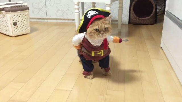 フックを構えてゆっくり歩く、海賊コスプレの猫が可愛い