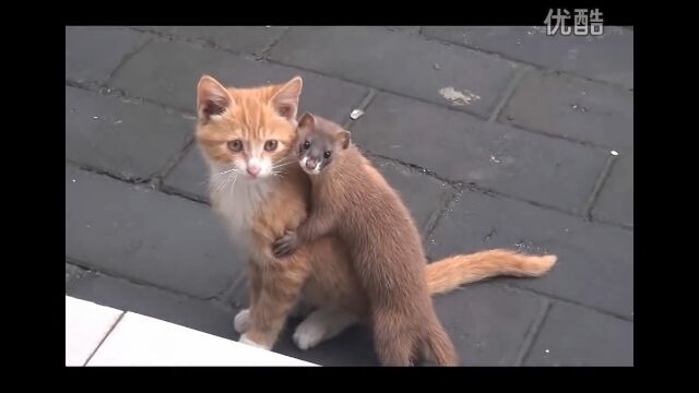 �ɤ������櫓�������ɤ��ʤä��餷���������Υ������Ȼ�ǭ