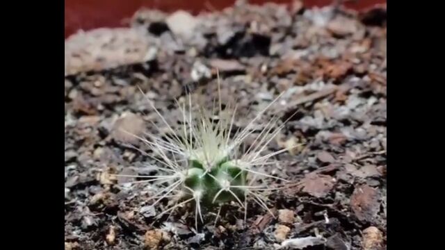 サボテンがぐんぐん育っていくタイムラプス