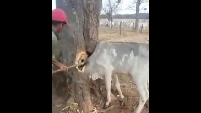 ���μ���ڤ뤳�Ȥʤ����ڤ������ڤ�Ȥ����߽к��