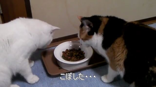 こぼした直後に猫パンチ!ごはん中に三毛猫に怒られる白猫