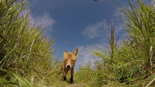 今度はキツネか!危うく食われそうになったGoProカメラから見た映像