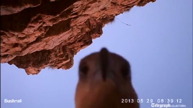 ウミワシがビデオカメラを盗難。空中遊泳&自分撮りした映像が回収される