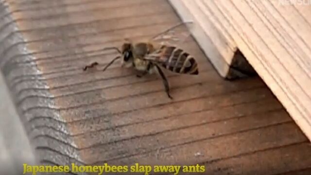 羽でシバいてアリを追い払うミツバチ