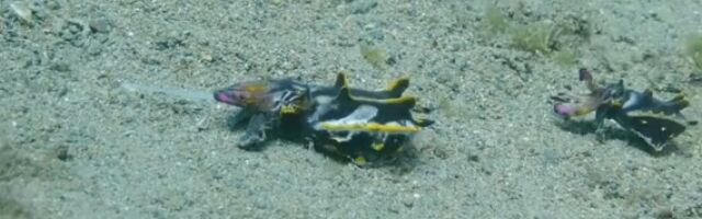 ΤͤȤʤäưߥʥߥϥʥ⤭ʤ򤹤ͻ