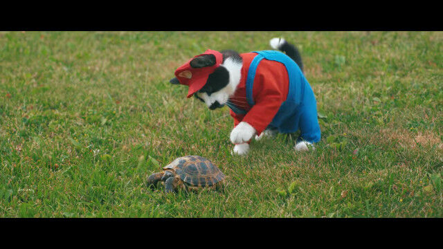 猫にコスプレさせて演じさせたマリオが可愛いショートムービー