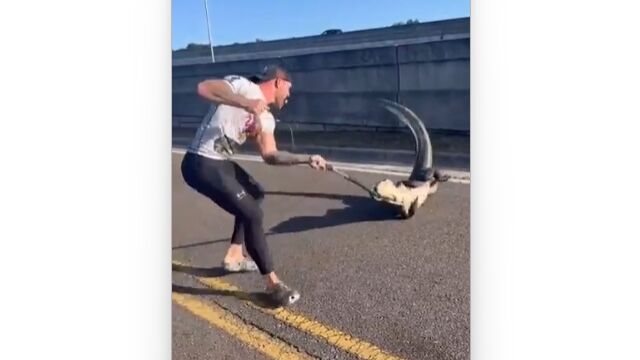 街に出たワニを捕獲するお仕事。これは危ないし大変だわ……