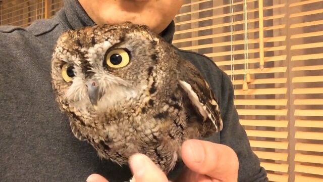 自分の姿になぜか首を傾げてしまう、ニシアメリカオオコノハズクのクウちゃん