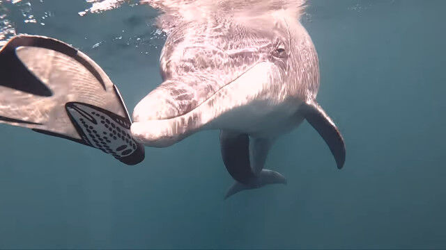 イルカと一緒のシュノーケリング。フィンに興味津々で、一緒に遊ぶことに