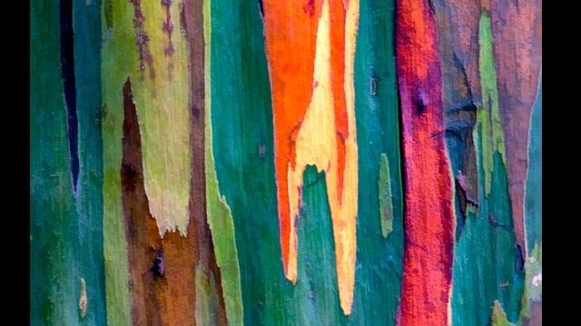 びっくりするほど色鮮やか!虹色に染まる木、レインボーユーカリが凄い