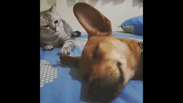 ���Τʤ��������䥹��̲�븤���Ф��������ζ��Ԥ˵ڤ�ǭ