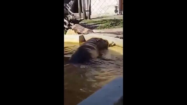 ���ФʤΤ�ͥ�������ƥ���ΤȤ����عԤ������Ƥ�Ԥ��ʤ��ҥ��������Ƥ�����2Ƭ�Υ���