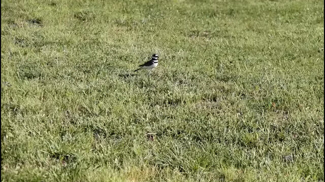 ���椷���ե���Ῡ�Ԥ�Ͷ���鵻�ɤ�Ļ���ե����ӥ��ɥ�