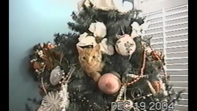 ���ꥹ�ޥ��ĥ꡼��湥��ͷ�Ӿ�ˤ�����ä�ǭ�����α�����