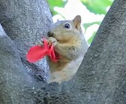 �ꥹ�ϻ��ˡ��Х�⿩�٤�