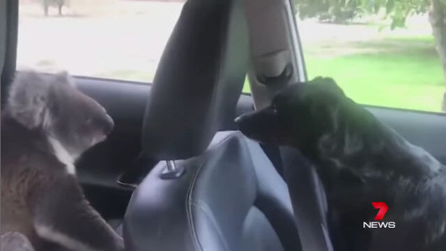 車のドアを開けたらコアラがいた、というシチュエーション。冷房の効いた車内に勝手に入り込んだ模様