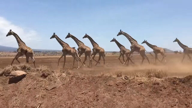 キリンの群れが一斉に走っている珍しい光景