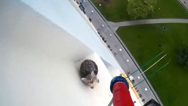 猫といえども落ちたらヤバい高さ。ビル高層階の外壁に出てしまった猫の救出劇