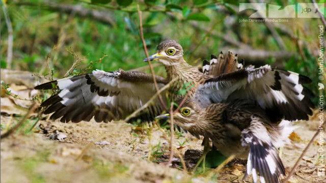 ワニの卵を護衛する鳥、ミズベイシチドリとワニの共生関係が面白い