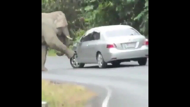 求愛行動?ゾウさんにまとわりつかれて大変そうな車
