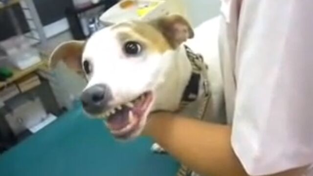 �֤����������͡����ͤ���Ρ���ưʪ�±������ͤ����ȸ�ꡢ�ƥ󥷥�󤵤��븤