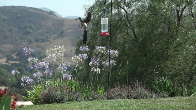 ��֤η���ͤ��Ƶ޽����ϥ��ɥ���������ɥ��ʡ��ʥߥ��Х���ˤΥ������⡼��������