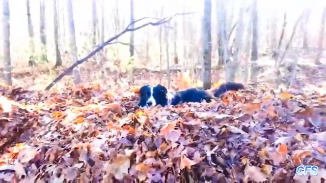 �����繥��������դλ�����Ϥ��㤮���븤�����α�����