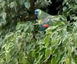 �ɤ��θ����ʤ��Ƥ�Τ��Ȼפä��顢��������Ĥ����Ǥ���