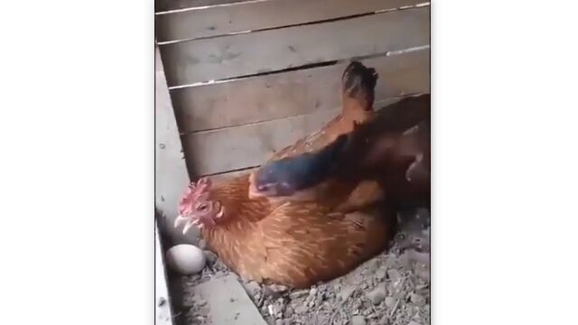 ��β����������᤹�����˥�ȥ������󡢥˥�ȥ������󤫤��ܤ���