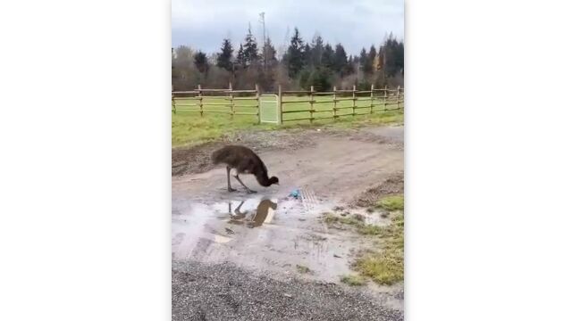 ž���äƤ����ܡ���ˤɤ��н褷�Ƥ����Τ��狼��ʤ����ߥ塼���İ���