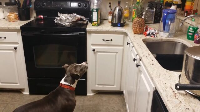 パイナップルという未知の存在を恐れるピットブル犬のステラちゃん