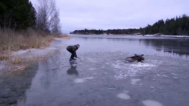 デカい分だけ一苦労、氷を踏み砕いて穴にハマったヘラジカの救出劇
