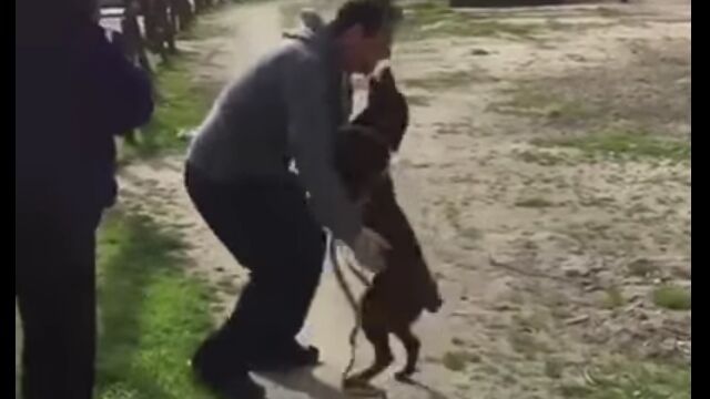 胸が詰まる。3年ぶりに会えた飼い主を、懐かしいニオイで思い出した犬の反応